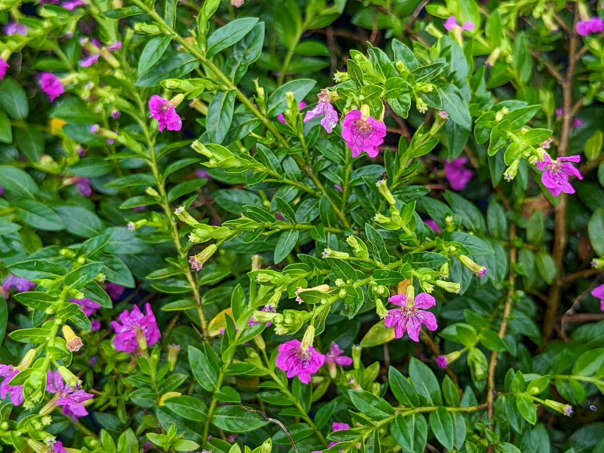 False Heather (Cuphea hyssopifolia)