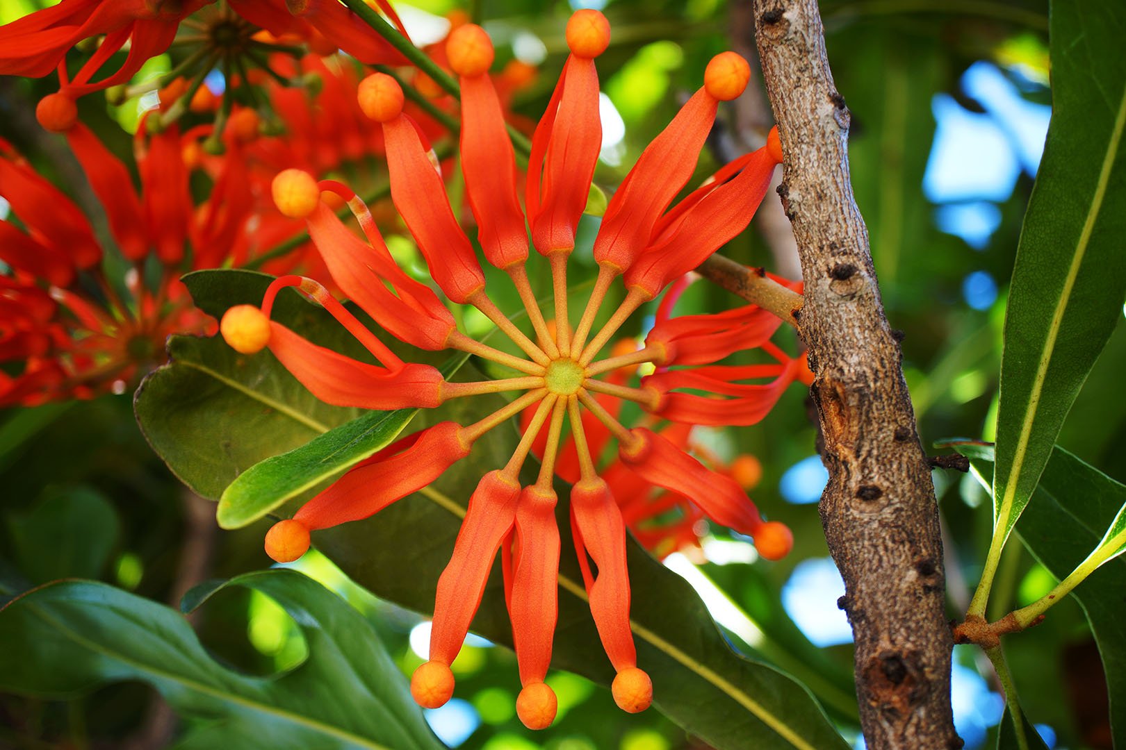 Firewheel Tree (Stenocarpus sinuatus) Plant – Buy Now! – Ladybird Nursery