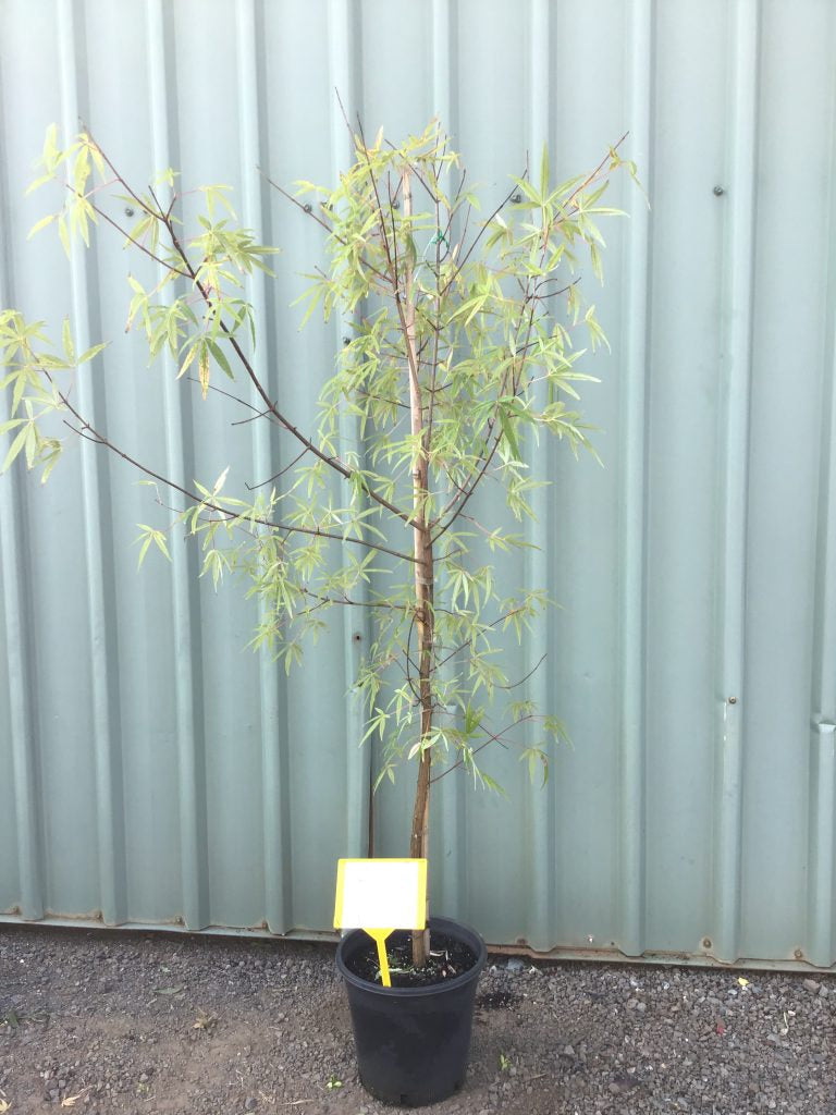 Five-lobed Maple Five Lobe (Acer pentaphyllum)