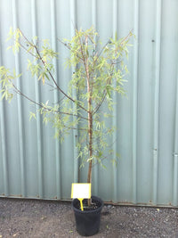 Five - lobed Maple Five Lobe (Acer pentaphyllum) - Ladybird Nursery