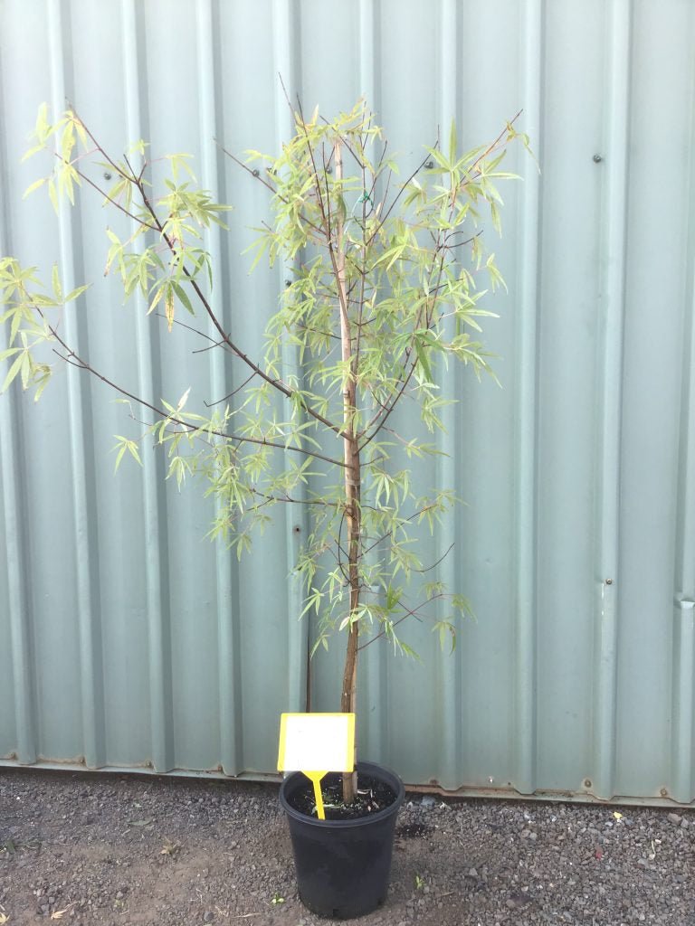 Five - lobed Maple Five Lobe (Acer pentaphyllum) - Ladybird Nursery