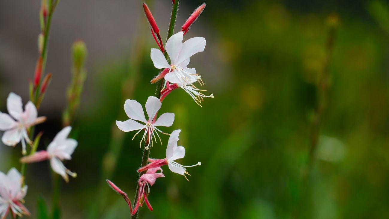 Gaura Pearl Butterflies