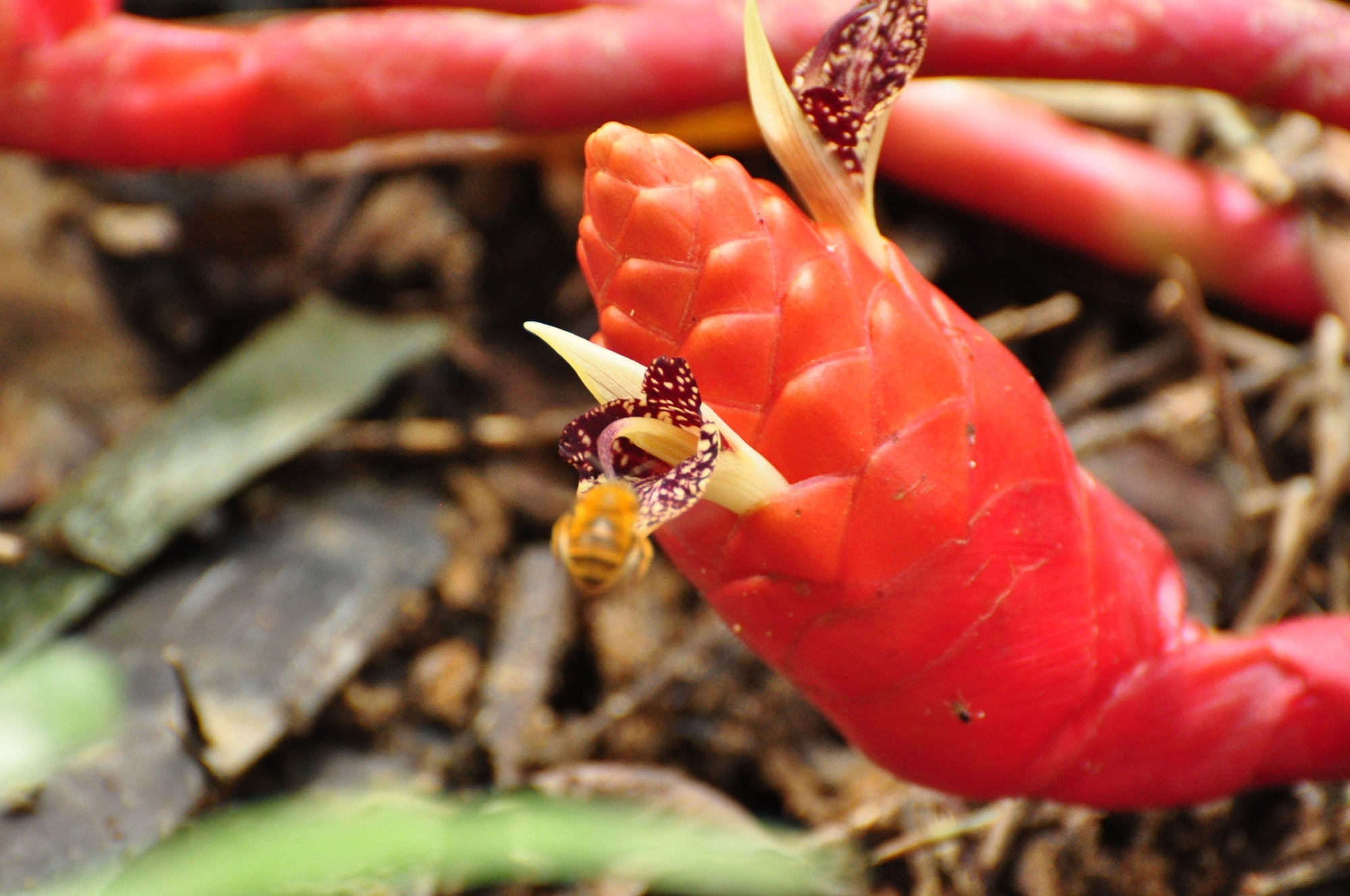 Ginger (Zingiber collinsii) - Ladybird Nursery