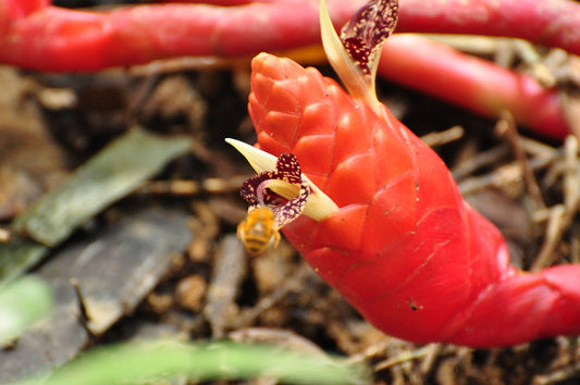 Ginger (Zingiber collinsii)