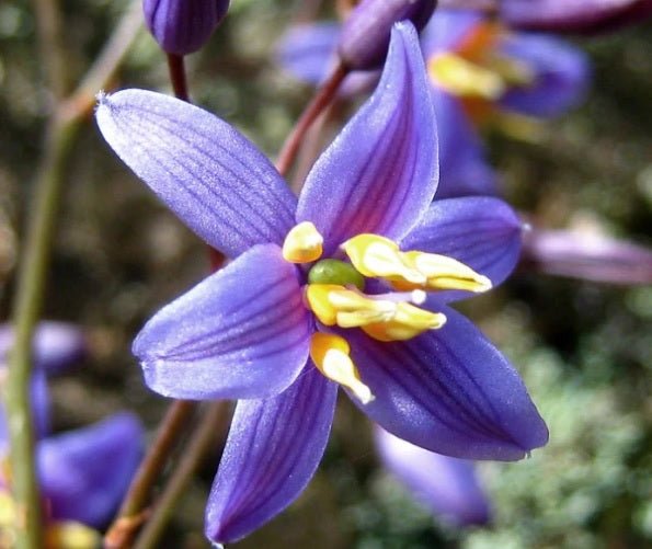 Flax Lily Ripple (Dianella Blue) - Ladybird Nursery
