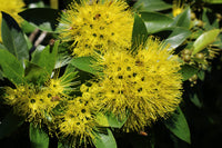 Golden Penda (Xanthostemon chrysanthus)