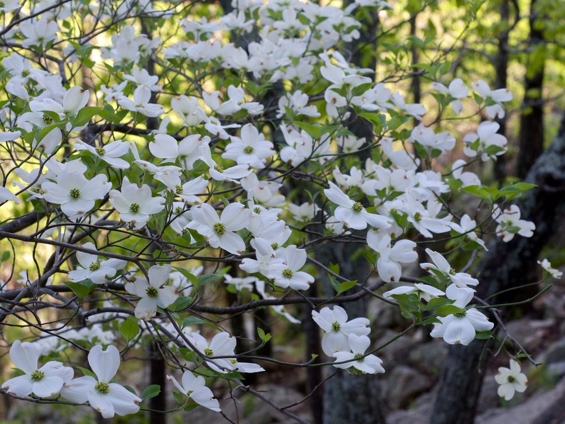Flowering Dogwood (Cornus florida) - Ladybird Nursery