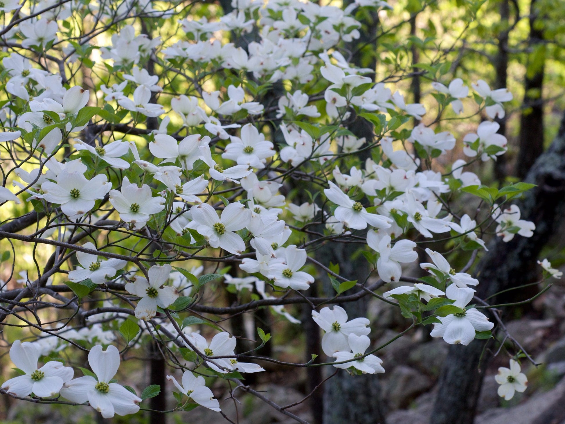 Flowering Dogwood (Cornus florida)