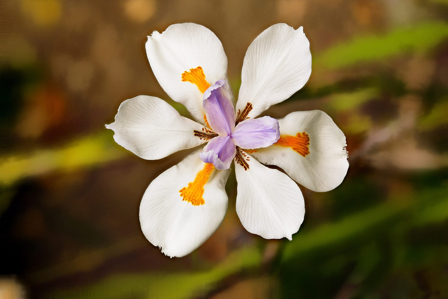 Fortnight Lily (Dietes iridioides)