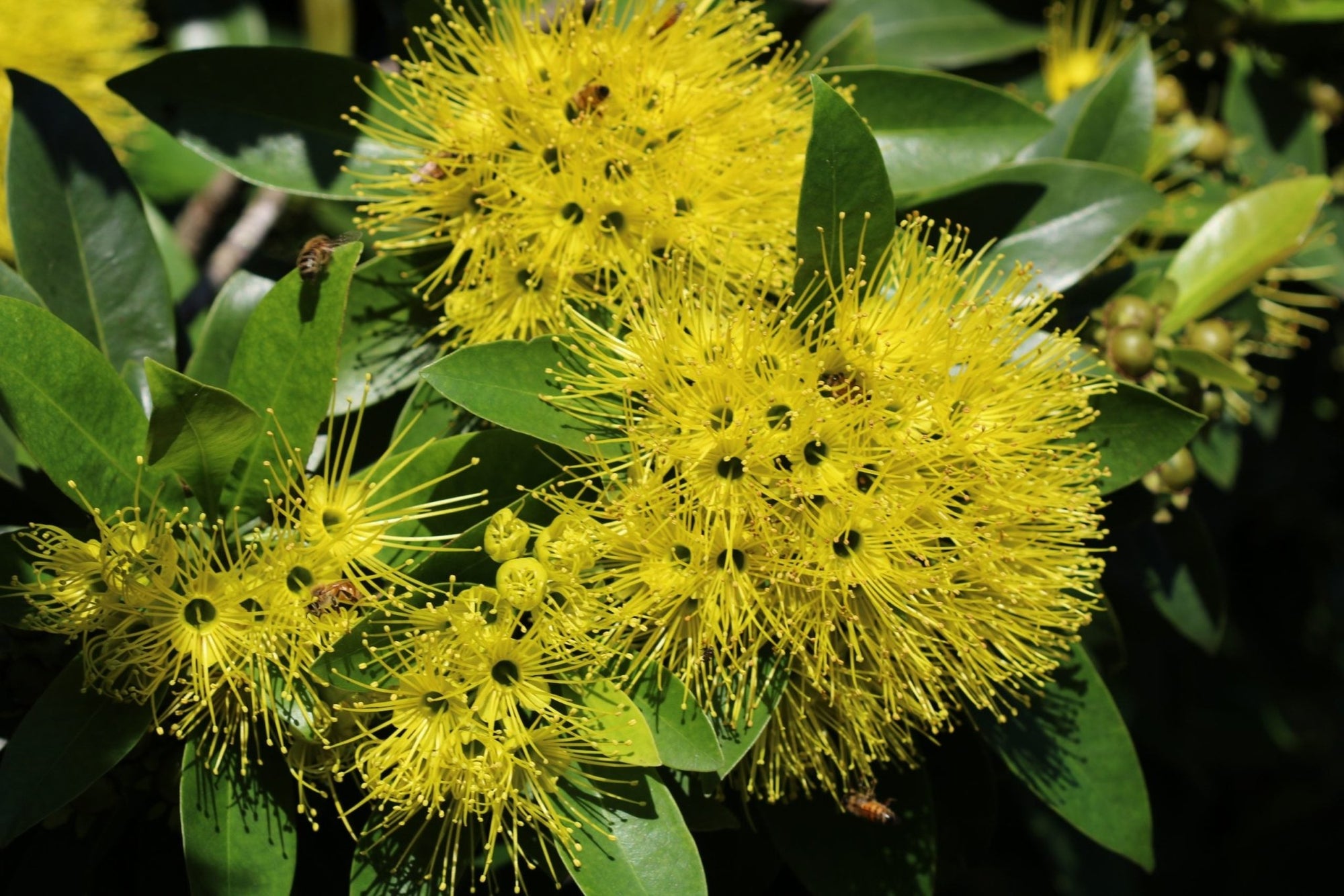 Advanced Golden Penda (Xanthostemon chrysanthus) PICK UP ONLY - Ladybird Nursery