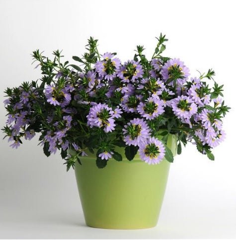 Fan Flower Bondi™ Blue (Scaevola) - Ladybird Nursery