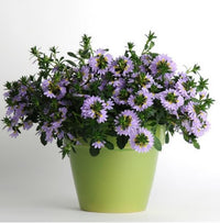 Fan Flower Bondi™ Blue (Scaevola)