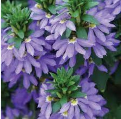 Fan Flower Fairy Blue (Scaevola aemula)