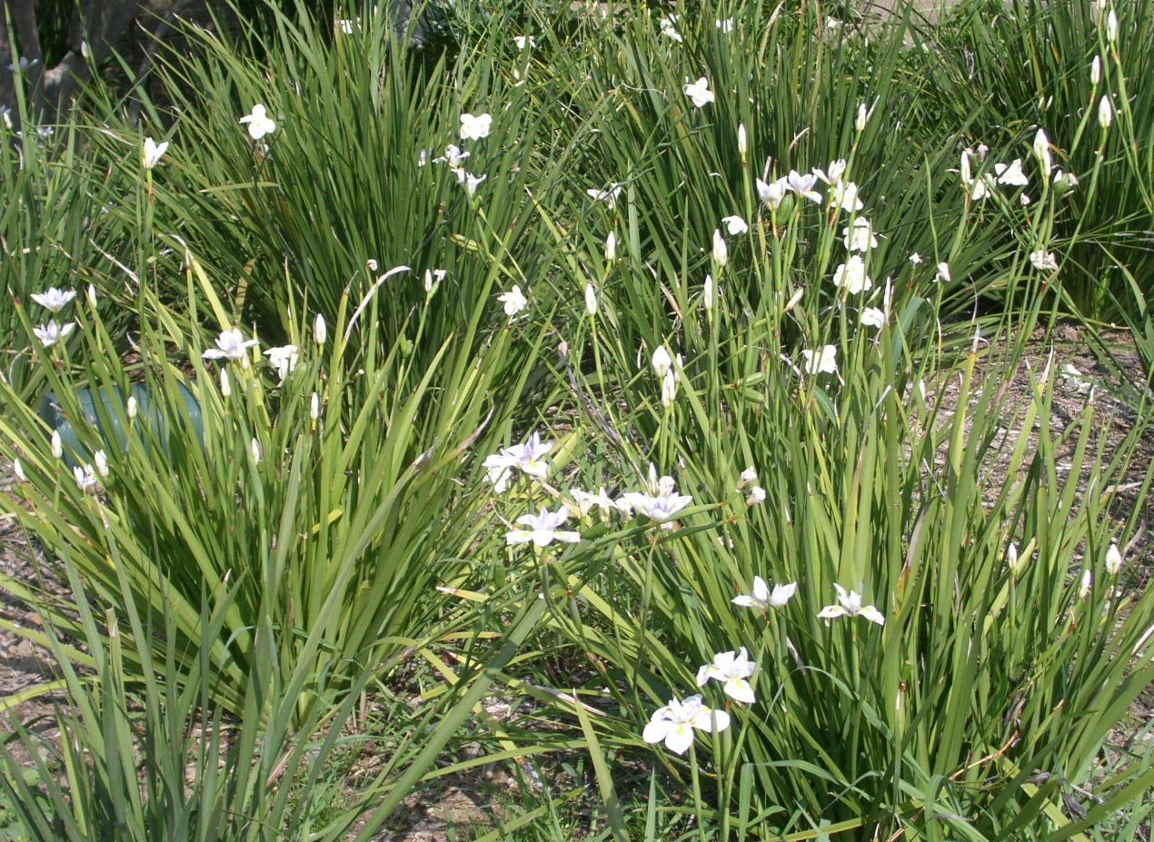 Fortnight Lily Tiny Dancer (Dietes iridioides) - Ladybird Nursery
