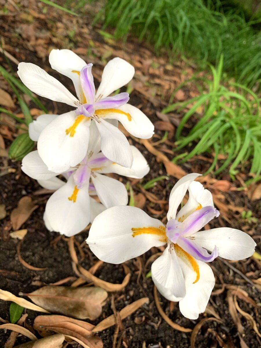 Fortnight Lily White Tiger (Dietes iridioides) - Ladybird Nursery