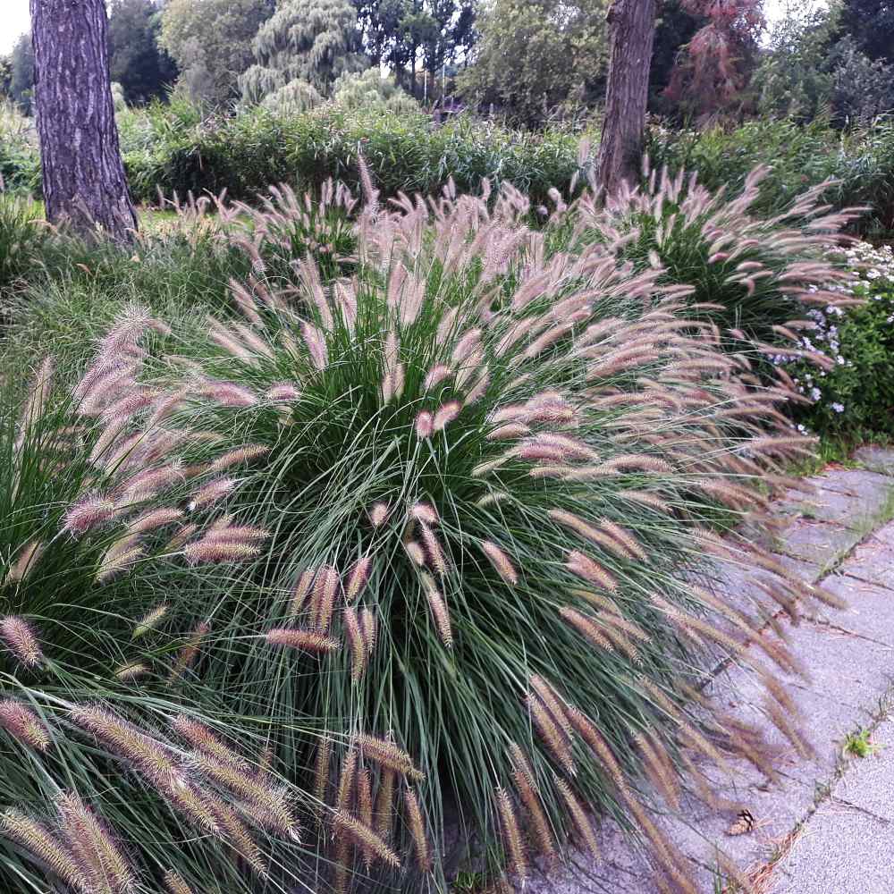 Fountain Grass (Pennisetum alopecuroides)