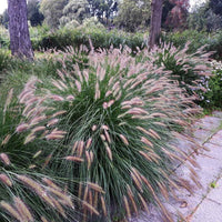 Fountain Grass (Pennisetum alopecuroides) - Ladybird Nursery