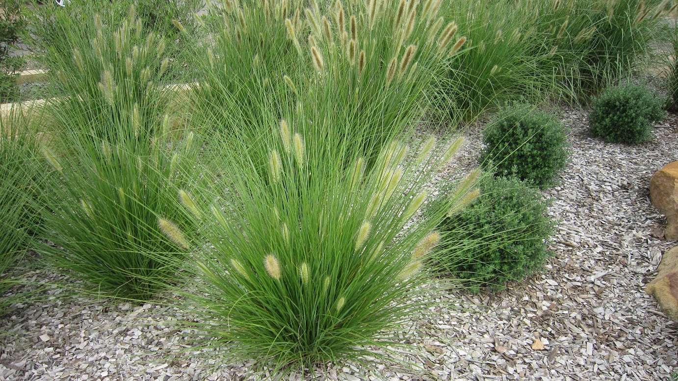 Fountain Grass 'NAFRAY®' (Pennisetum alopecuroides) - Ladybird Nursery