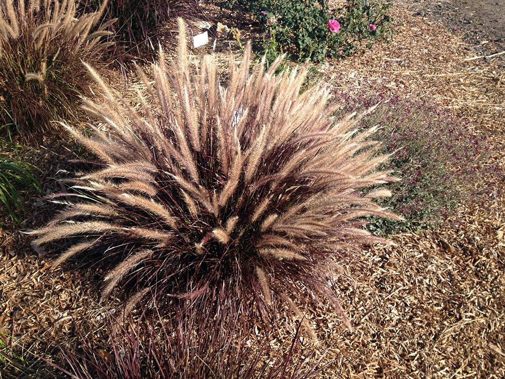 Fountain Grass Red Riding Hood (Pennisetum setaceum)