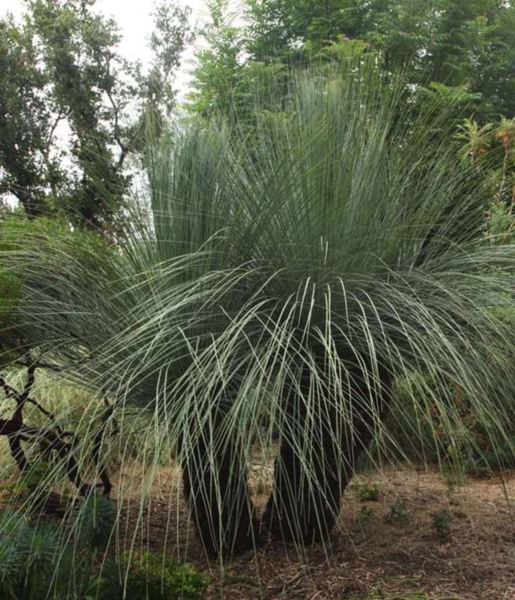 Grass Tree (Xanthorrhoea glauca) - Ladybird Nursery