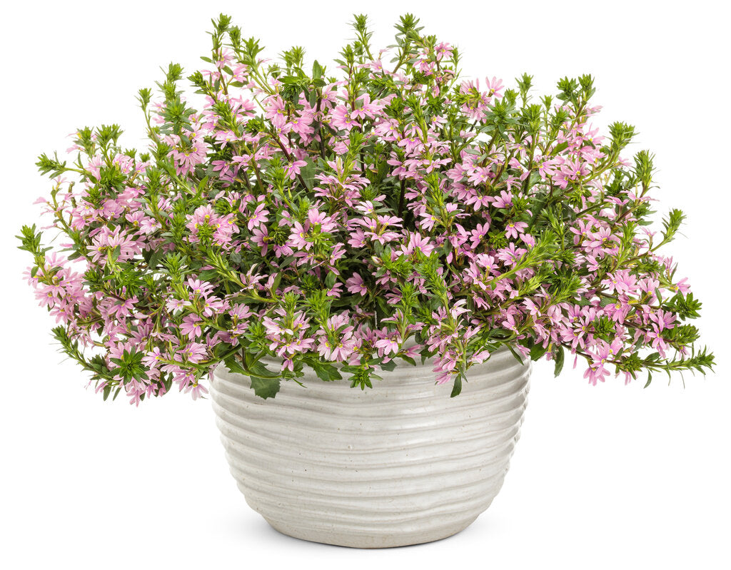 Fan Flower Pink (Scaevola spp.)