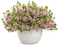 Fan Flower Pink (Scaevola spp.)