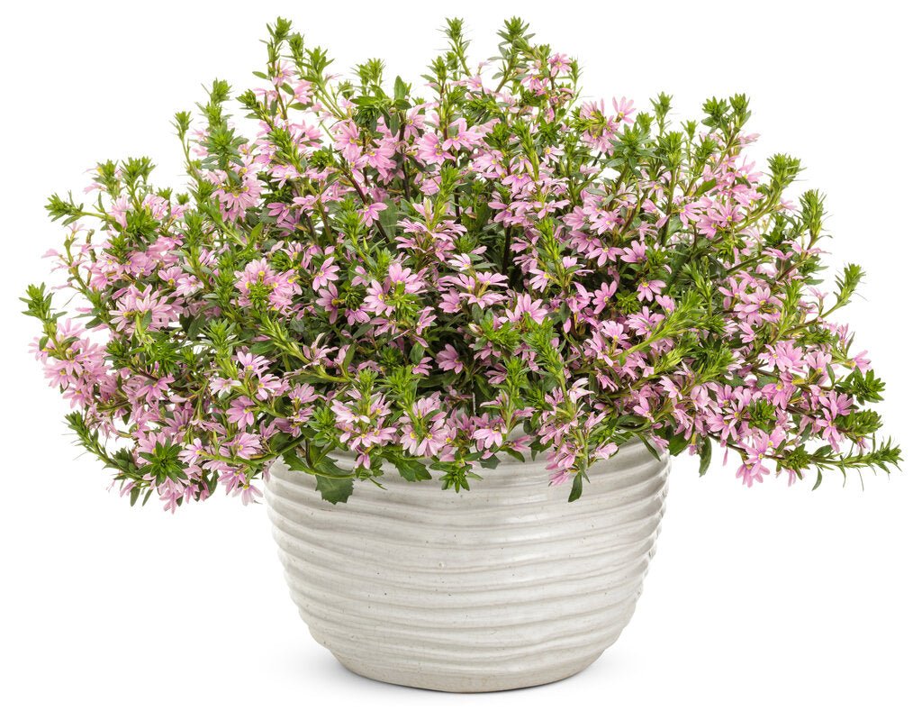 Fan Flower Pink (Scaevola spp.) - Ladybird Nursery