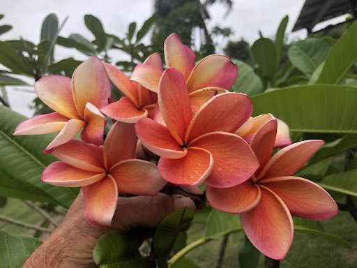 Frangipani Apricot (Plumeria rubra) - Ladybird Nursery