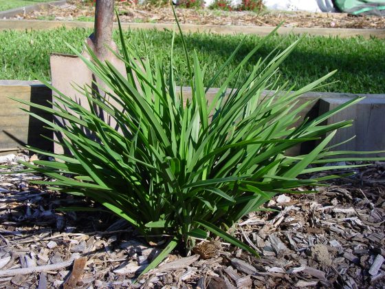 Flax Lily (Dianella Streetscape™) - Ladybird Nursery