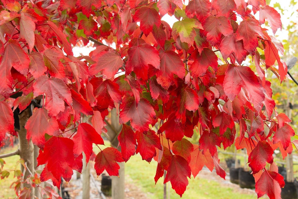 Freeman Maple Jeffersred (Acer freemanii)