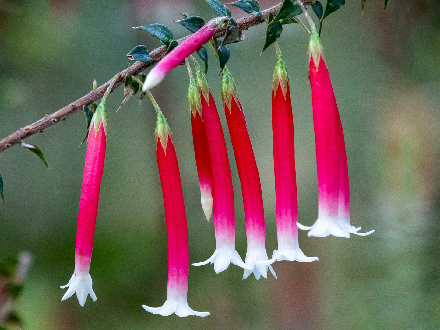 Fuchsia Heath (Epacris longiflora)