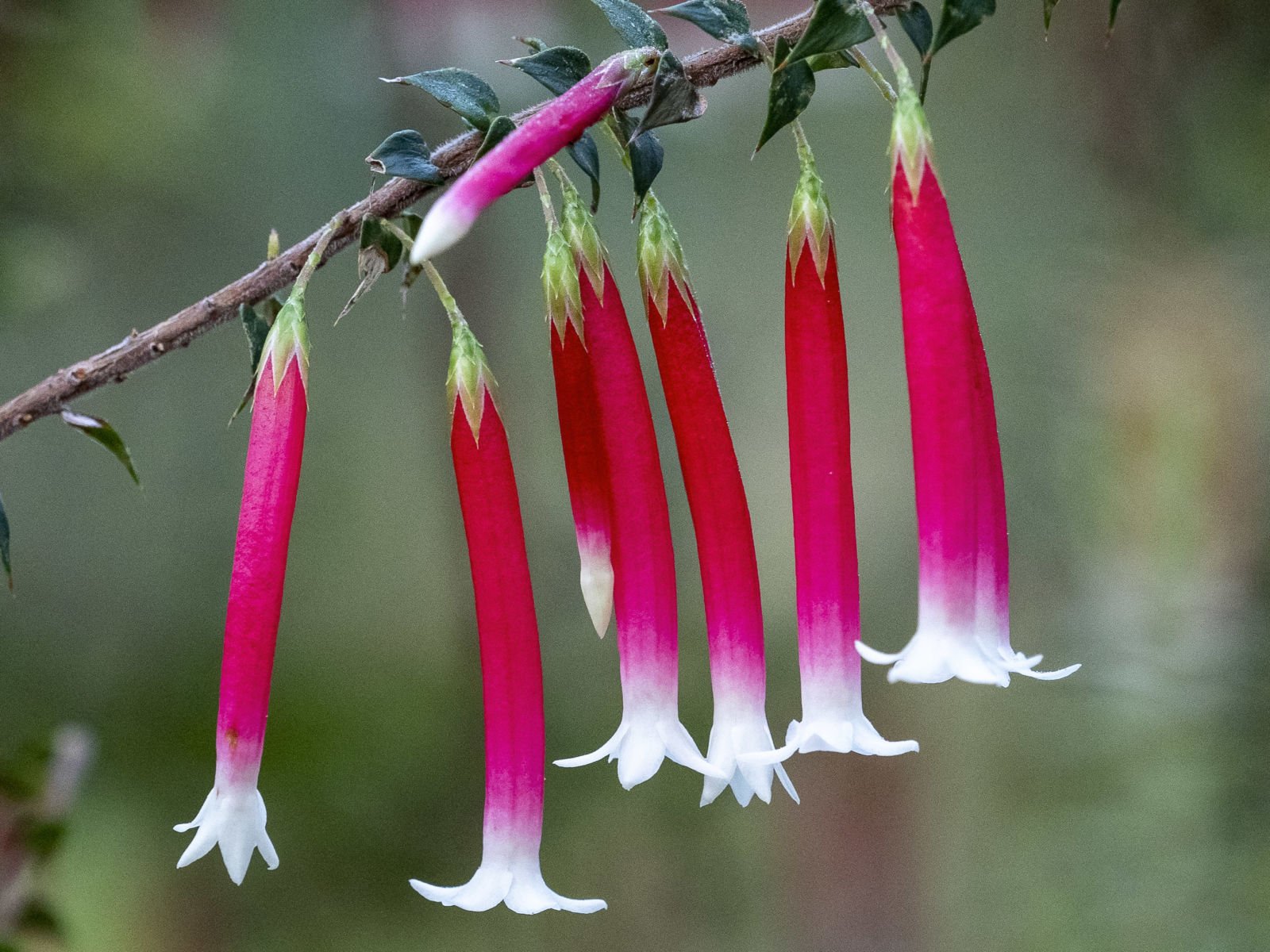 Fuchsia Heath (Epacris longiflora) - Ladybird Nursery