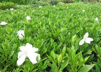 Gardenia Radicans Variegated (Gardenia augusta)