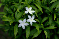 Gardenia scabrella