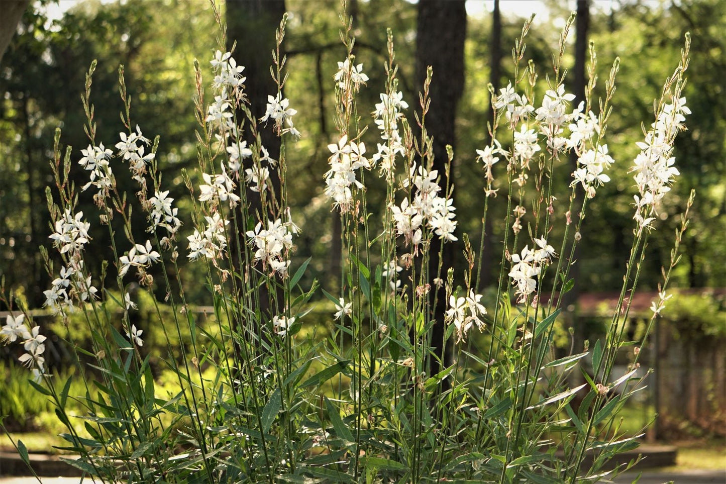 Gaura White (Gaura spp.)