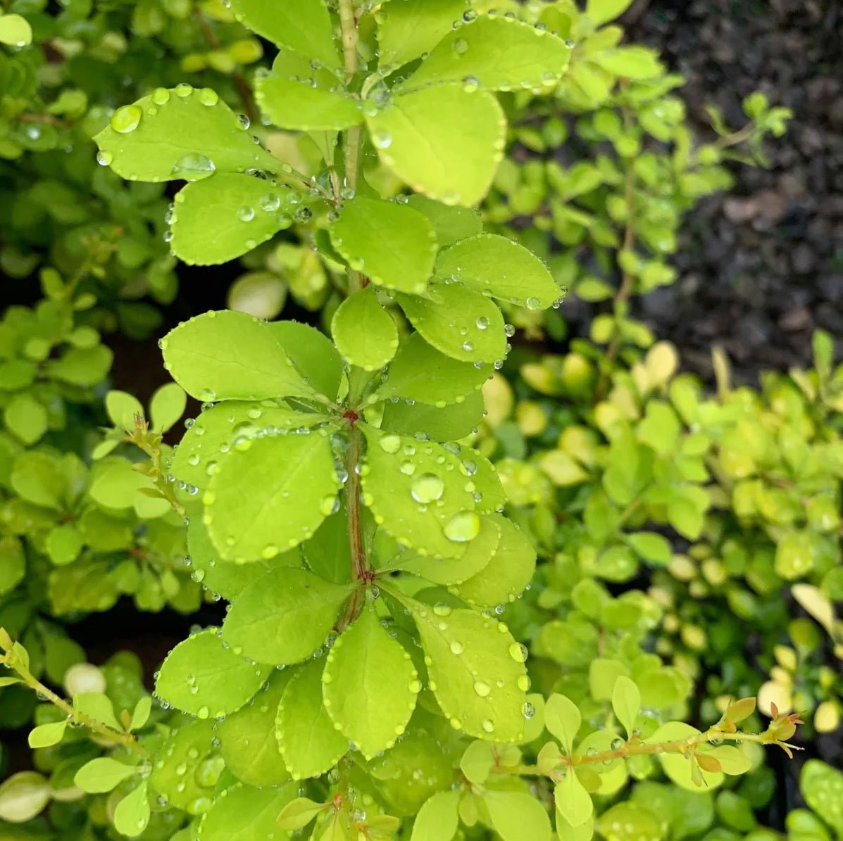 Golden Glow Japanese Barberry (Berberis thunbergii) - Ladybird Nursery