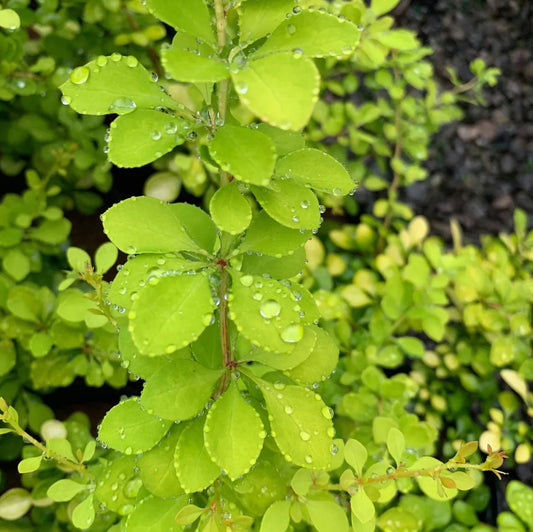 Golden Glow Japanese Barberry (Berberis thunbergii)