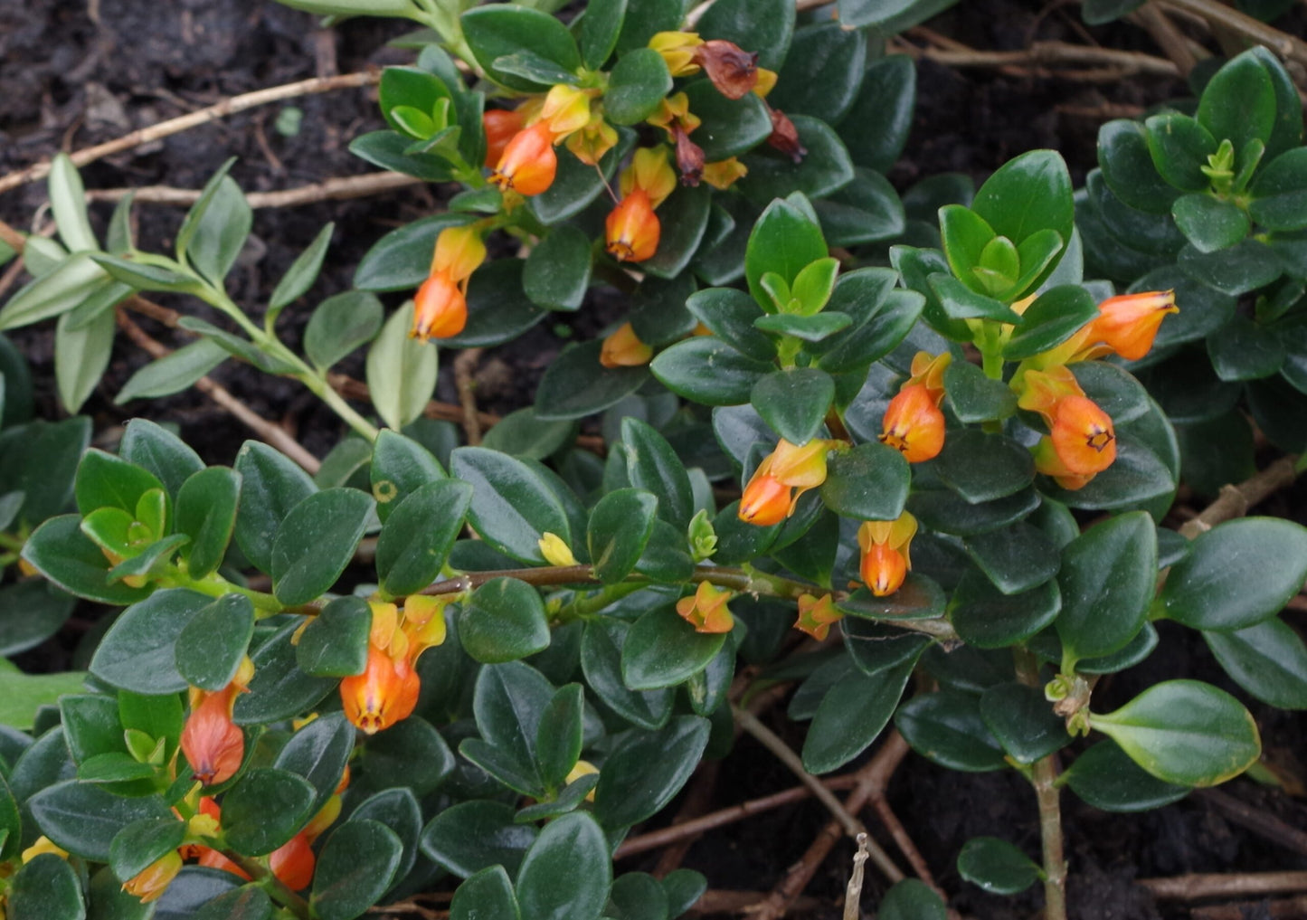 Goldfish Plant (Nematanthus gregarius)
