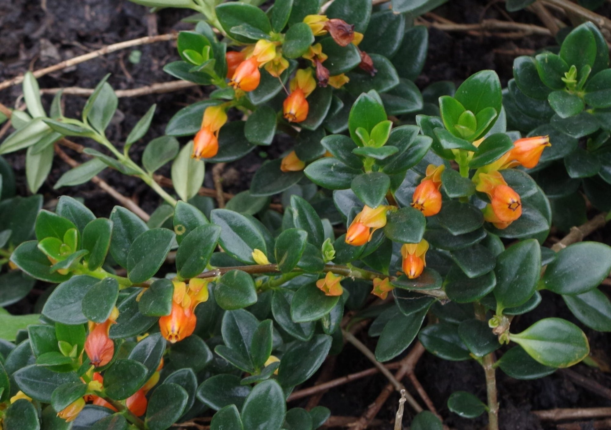 Goldfish Plant (Nematanthus gregarius) - Ladybird Nursery
