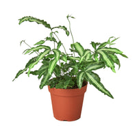 Green Brake Fern (Pteris cretica) - Ladybird Nursery