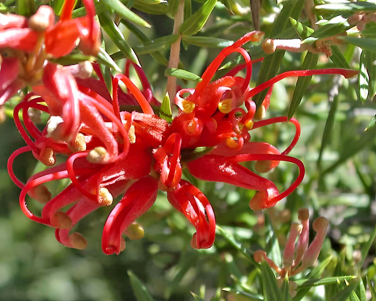 Grevillea Big Red - Ladybird Nursery