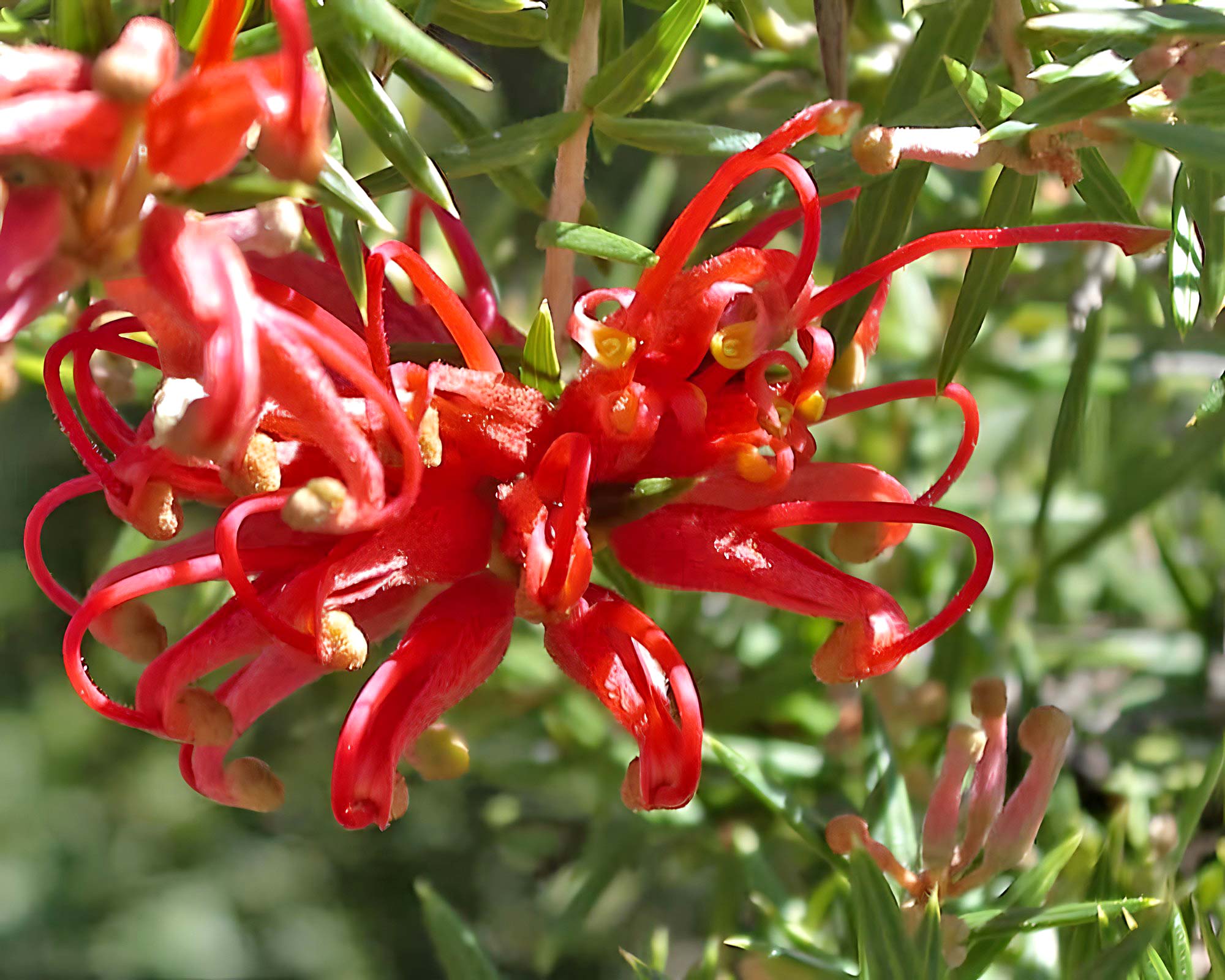 Grevillea Big Red - Ladybird Nursery