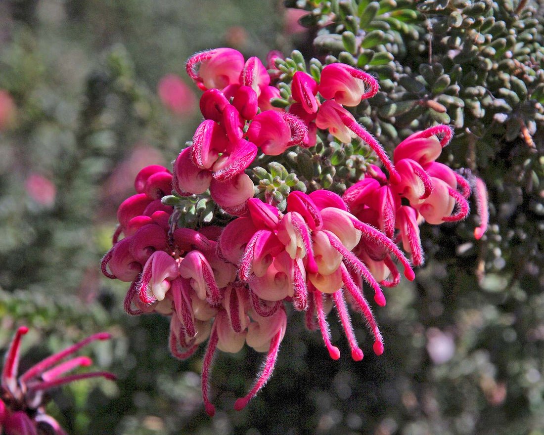 Grevillea Dwarf Greencape (Grevillea lanigera) - Ladybird Nursery