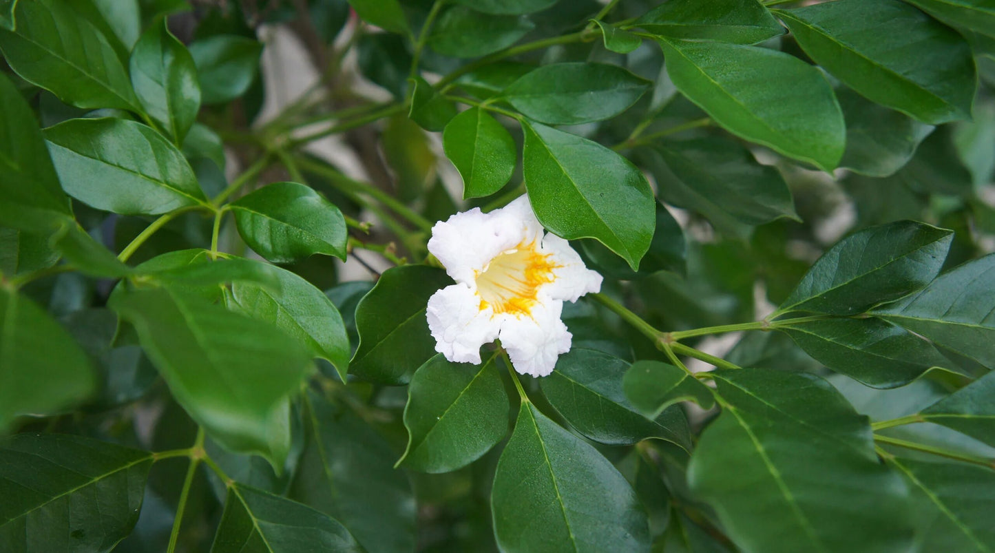 Goldilocks (Radermachera hainanensis)