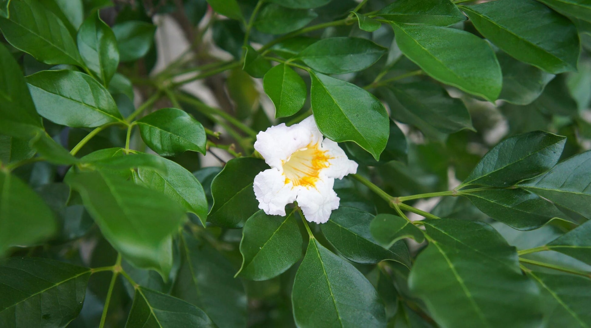 Goldilocks (Radermachera hainanensis)