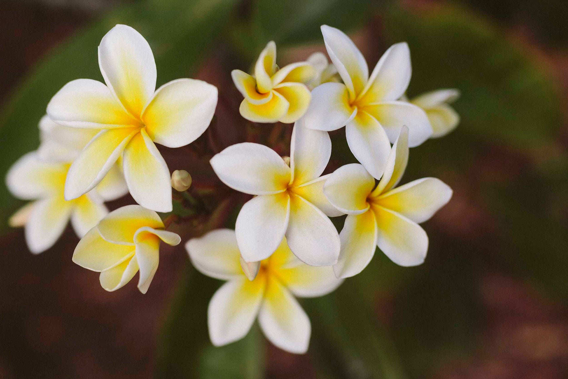 Frangipani Sunset Dreamer (Plumeria)