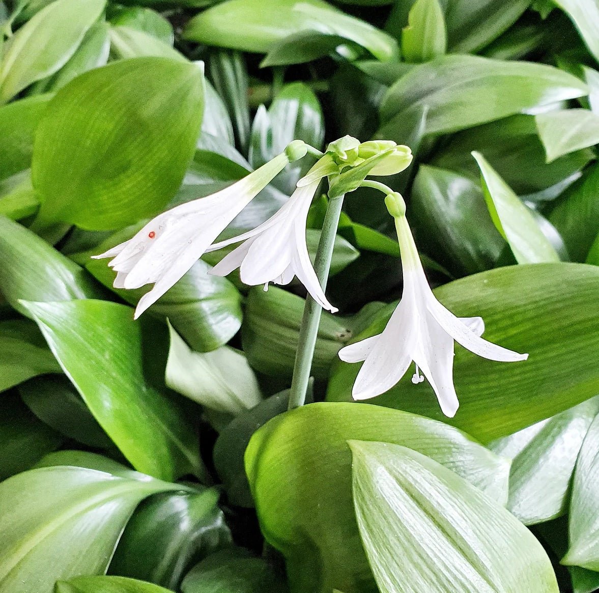 Green Lily Supreme (Caliphruria subedentata) - Ladybird Nursery