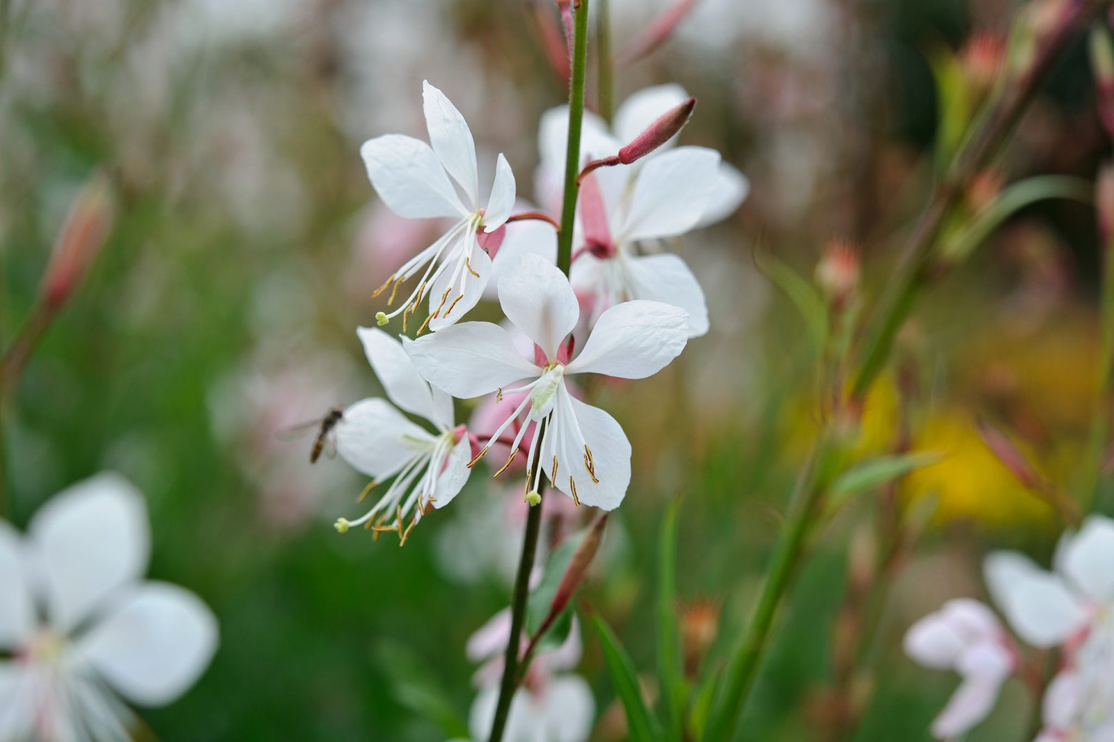 Gaura Assorted (Gaura spp.) - Ladybird Nursery