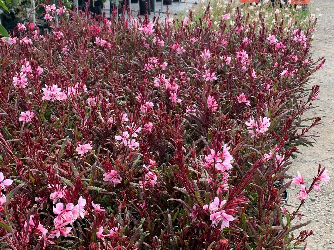 Gaura Belleza Dark Pink (Gaura lindheimeri) - Ladybird Nursery