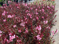Gaura Belleza Dark Pink (Gaura lindheimeri) - Ladybird Nursery